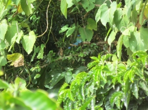 MotMot3, Curi-Cancha      